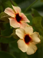 IMG_6096.webp