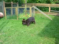 Puschi.webp