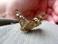 Schmetterling.webp