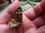 Schmetterling2.jpg