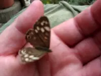 Schmetterling2.webp