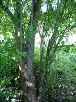 DSCI0471.webp