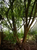 DSCI0478.webp