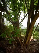 DSCI0479.webp
