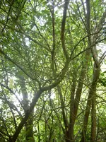 DSCI0481.webp