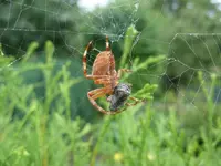Spinne.webp