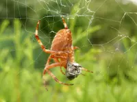 Spinne2.webp