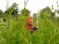 Spinne3.webp