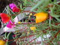 DSC00990.webp