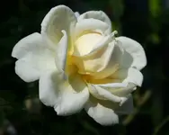 Cream Moondance Knospe_1000.webp