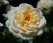 Cream Moondance Blüte_1000.webp
