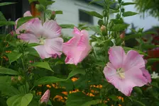 Gartenhibiscus mit 5 Blüten.webp