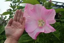 Gartenhibiscus mit meiner Hand zum Größenvergleich.webp