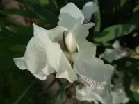 iris weiß.webp