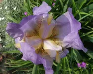 iris blau.webp