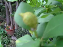 Bäumchen 1 (1).webp