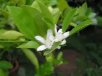 Baum 2.webp
