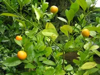 Baum 3.webp
