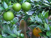 Baum 4.webp