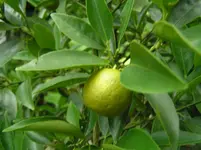 Baum 5.webp
