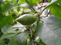 Baum 6.webp