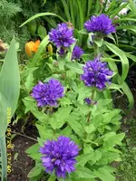 JD500363.webp