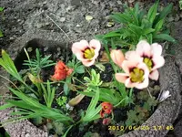 JD500372.webp