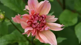 DSC03894.webp