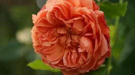 DSC03896.webp