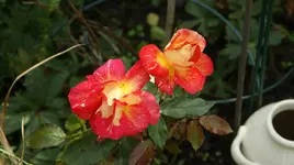 DSC03897.webp