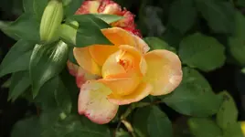 DSC03898.webp