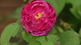 DSC03899.webp