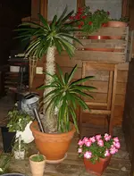 madagaskar.webp