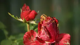 DSC03900.webp