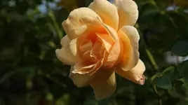 DSC03901.webp