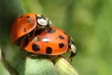 marienkäfer 2.webp