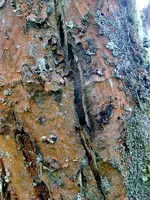 Bild0107.webp
