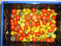 tomaten.webp