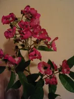 Rose1.webp