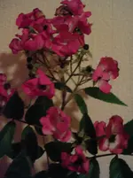 Rose5.webp