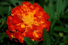 DSC_6258.webp