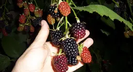 P1050751.webp