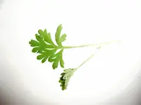 002.webp