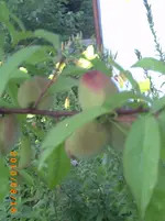 PICT0043.webp