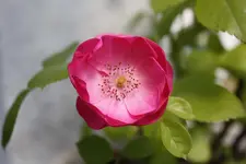blüte.webp