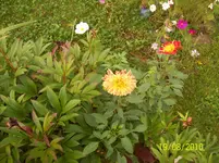 Dahlie 2.webp