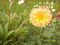 Dahlie 1.webp