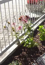 echinacea.webp