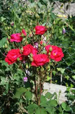 kleine Edelrose blüht.webp
