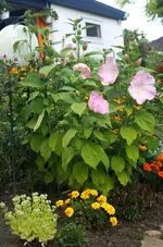 Hibiscus moscheutos.webp